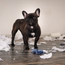 똥싼 강아지 이미지