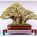 분재전시회 이미지