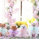 윤퍼피살롱 이미지