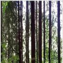 라스텔라편백숲 이미지