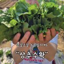 귀여농장 | [조잘조잘 농장일기] #6 🥬 드디어 첫 수확! 상추와 루꼴라, 그리고 삼겹살 파티💛(주말농장 후기)