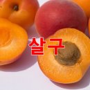 살구씨(행인) 효능과 복용 이미지