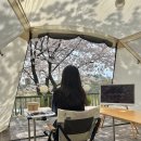 휘명동산약국 | 벚꽃캠하러 다녀온 영천 휘명빌리지 E4(명당사이트)
