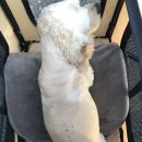 쿨펫 양·한방 동물병원 이미지