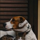 강아지와 고양이 이미지