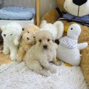 데일리독 의정부강아지분양 애견분양 이미지