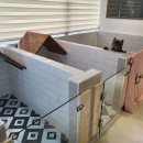 하이마이댕댕 이미지