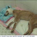 동물농장 이미지