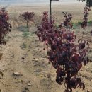 원평농장 이미지