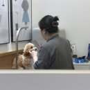 오즈펫살롱 이미지