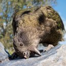 PARROT KOREA 이미지