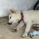 공림사 | [충북괴산] 댕댕이가 있는 공림사를 방문하다🐶