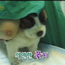 아치치 이미지