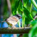 촉새[ black-faced bunting ] 이야기 이미지