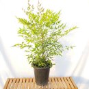 그린피아 이미지