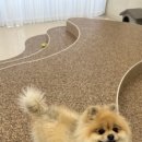 글로리퍼피 이미지