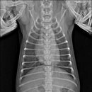 용인서현 동물병원 이미지