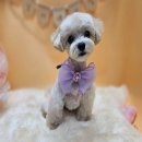 순심이네 펫 살롱 이미지