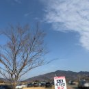 사임당로1길 31 (3) | [공지] 3월 국내여행지 추천 2026 광양 매화 축제 주차장 셔틀버스 개화율 실시간 후기