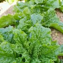 단원농장 이미지