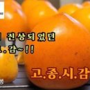 주말농장 과일나무 심기! 대봉감상묘 단감나무 중묘 왕자두, 유실수 전정 석류 묘목 전지, 돌배, 사과, 민엄나무 이미지