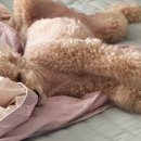 피개행개 이미지