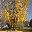 황토우렁쌈밥 이미지