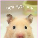 콩새이야기 네이버블로그