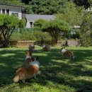 8코기네 애견펜션 이미지