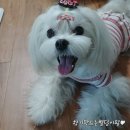 조이피아 이미지