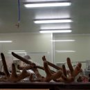 대관령사슴목장 이미지