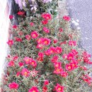 왕대포민박 이미지