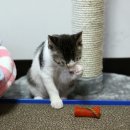 고양이세수 이미지