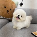 소문켄넬 이미지