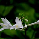 둠바둠바 이미지