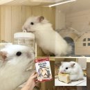 그린쇼핑 | [일상] 오프라인 햄스터 쇼핑몰 영등포 &#39;패러그린&#39;에서 내돈내산 쇼핑한 후기(햄스터 베딩, 사료, 간식 등)