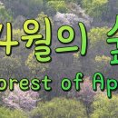 숲(Forest) 이미지