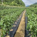 통골농장 이미지