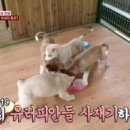 동물농장 이미지