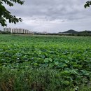 안산화랑오토캠핑장 이미지