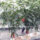 해피팜농장 이미지