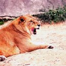 하쿠나마타타 이미지