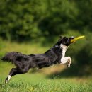 도그도그 이미지