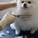 강아지 호텔 이미지