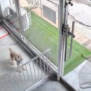 모든애견미용실 이미지