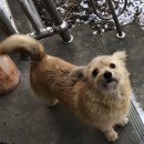 시고르박 이미지