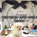 부산 강아지 놀이터 추천! 해운대 애견유치원 몽슈아퍼피 후기