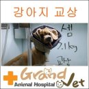 그랜드벳동물병원 이미지