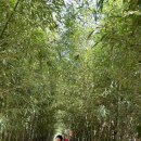 강창 대나무 숲길(22.9.22) 이미지