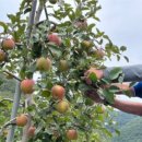 청도농장 이미지